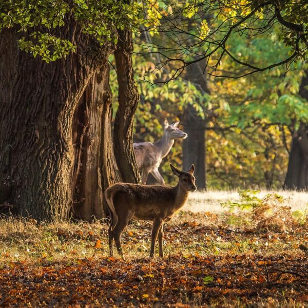Deer in Windsor Park